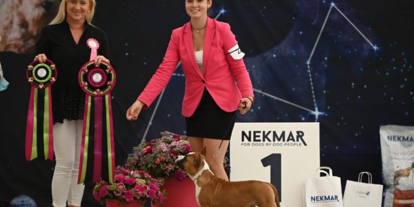 AMSTAFF MAJOR 2021 & SPECIALITY TERRIER SHOW   Skyglows Locked Away – BISS Minor Puppy !!!