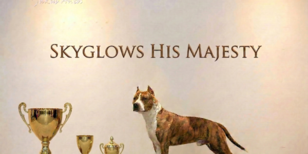 VETERÁN TOP TERIÉR 2025 SKYGLOWS HIS MAJESTY